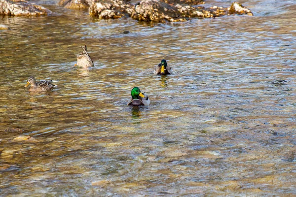 Nehirde Dört Ördek — Stok fotoğraf