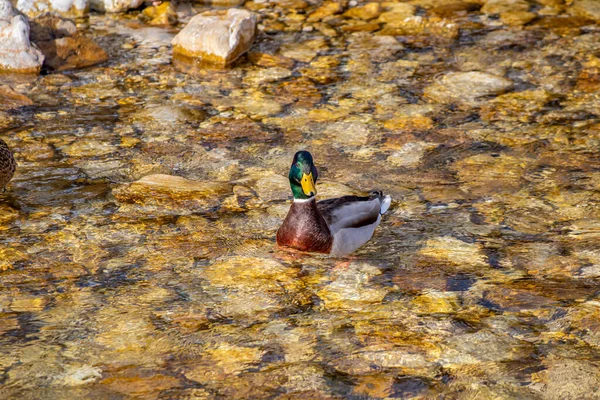Nehirdeki Yalnız Ördek Kameraya Doğru Bakıyor — Stok fotoğraf