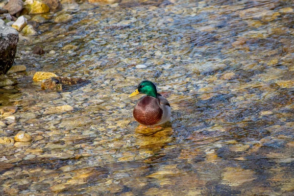 Yalnız, güzel ördek nehirde