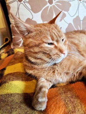 Kanepede dinlenen turuncu evcil kedi.