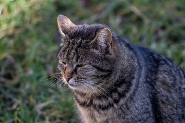 Evcil kedi yan yana dinleniyor.