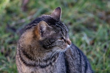 Bahçede dinlenen evcil kedi