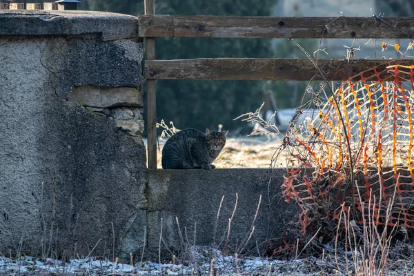 Huiskat Zoek Naar Camera — Stockfoto