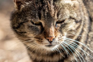 Kediyi yakın çekim