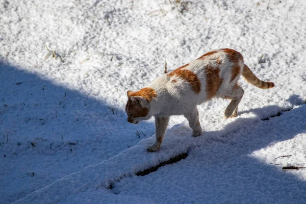 Orange domestic cat in winter time