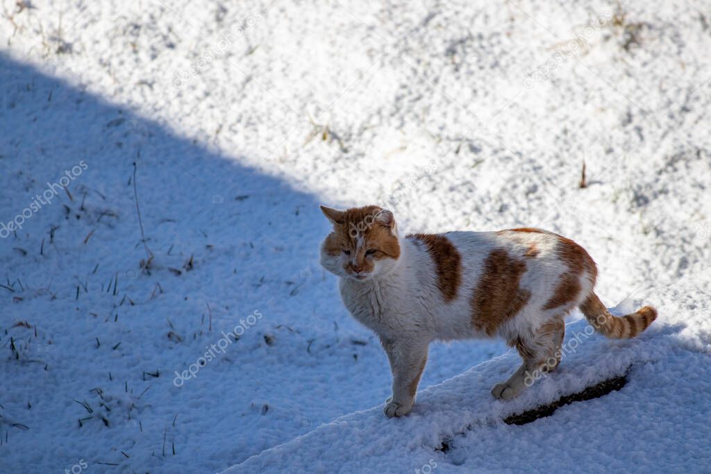 Orange cat in winter time