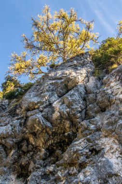  Karaçam ağacının üzerindeki büyük kaya