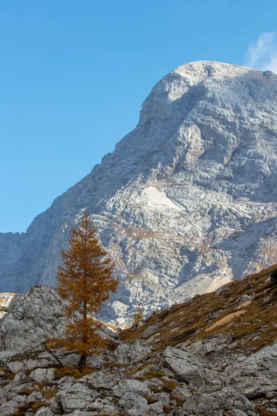 Arka Planda Kanjavec Dağı Olan Karaçam Ağacı — Stok fotoğraf