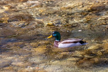 Yalnız ördek nehirde