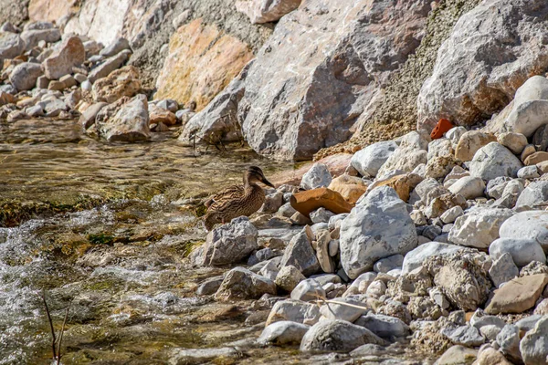 川のほとりにいる女性のマガモ — ストック写真