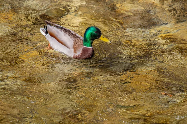 Mallard Πάπια Στο Ρεύμα Του Ποταμού — Φωτογραφία Αρχείου