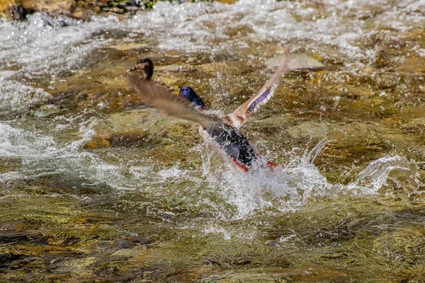 Stockente Fliegt Über Bach — Stockfoto