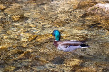 Nehirde erkek ördek