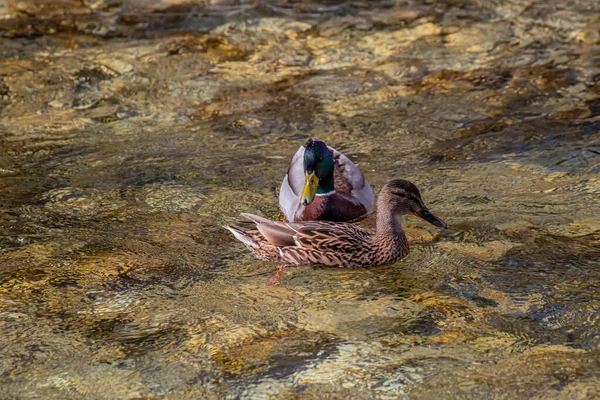 Due Anatre Domestiche Nel Fiume — Foto Stock