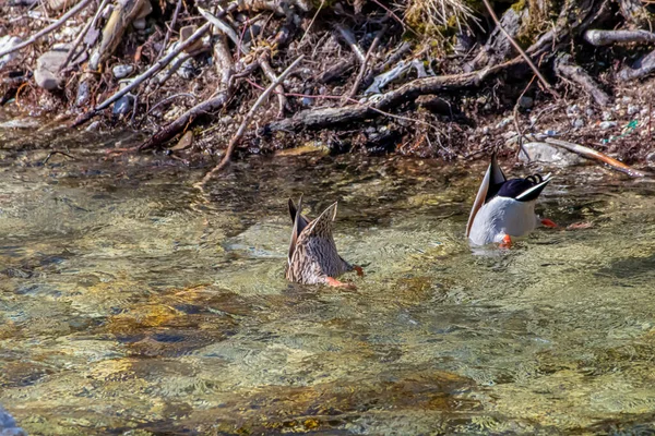 Dois Patos Reais Mergulhando Rio — Fotografia de Stock