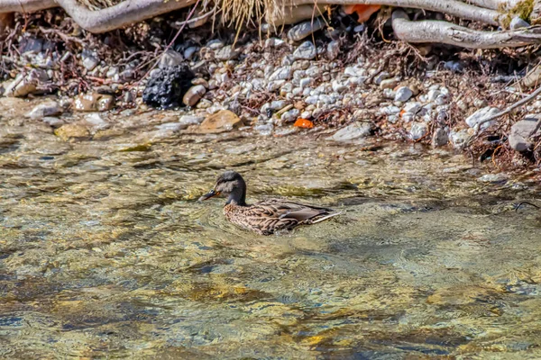 Eine Stockente Fluss — Stockfoto