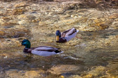 İki erkek yaban ördeği nehirde
