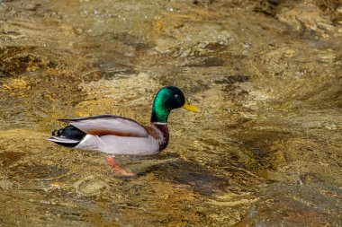 Yaban ördeği suyun üstünde