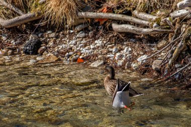 Erkek yaban ördeği burun dalışı
