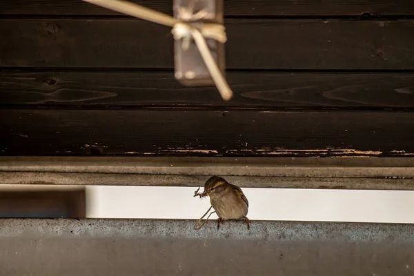 House Sparrow Bringing Back Straw — Stock Photo, Image