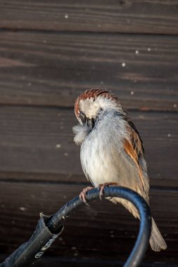 Serçe oturuyor ve kendini temizliyor.