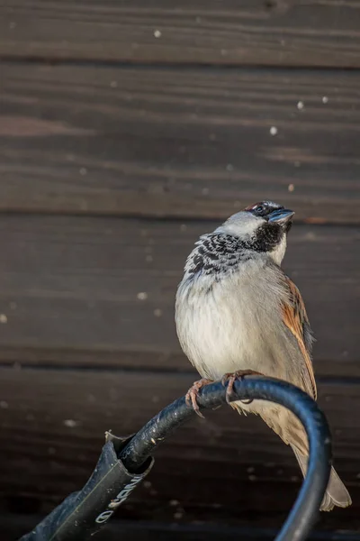 House Sparrow Sitting Electric Cable — Stock Photo, Image