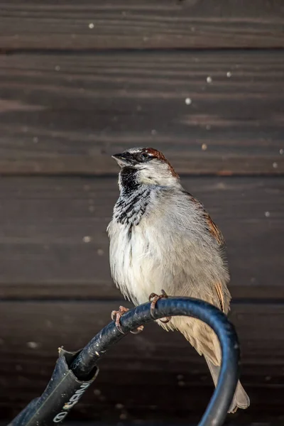 Moineau Domestique Mâle Assis Sur Câble Électrique — Photo