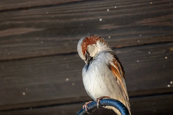 Moineau Domestique Mâle Assis Nettoyant — Photo