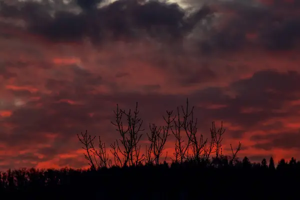 Árbol Con Hermosa Puesta Sol Fondo —  Fotos de Stock