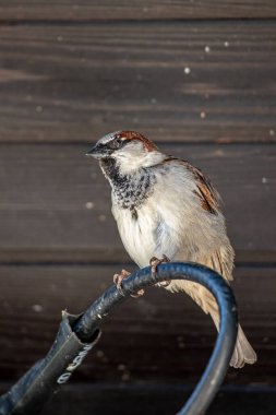 Elektrik kablosunda oturan serçe.