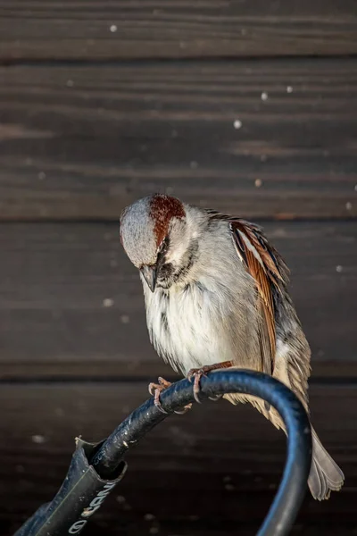 House Sparrow Cleaning Himself Electric Cable — Stock Photo, Image