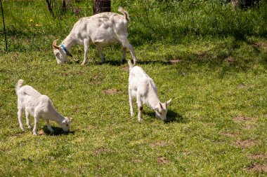 Çitte iki küçük keçi otluyor.