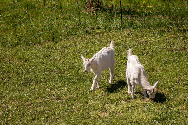 Cabras Brancas Prado — Fotografia de Stock