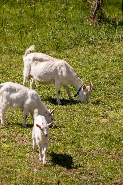 几只山羊在吃草 — 图库照片
