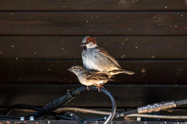 Two House Sparrows Mating Time — Stock Photo, Image