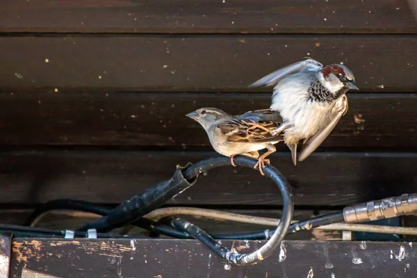 Two House Sparrows Finished Mating — Stock Photo, Image