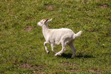 Tarlada oynayan küçük keçi