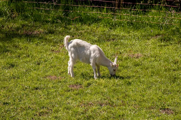 Ziegenbaby Weidet Auf Feld — Stockfoto