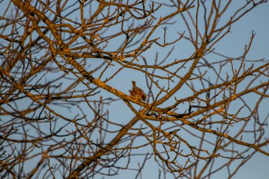 Dalın üzerinde duran serçe.