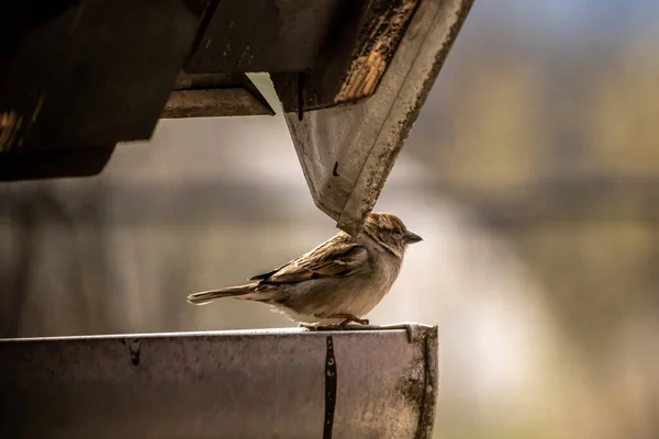 House Sparrow Standing Gutter — Stock Photo, Image