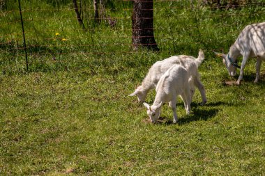 Çayırda üç keçi