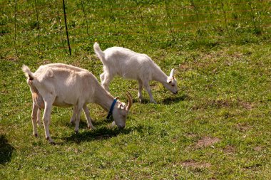 Yeşil alanda otlayan sevimli keçiler.
