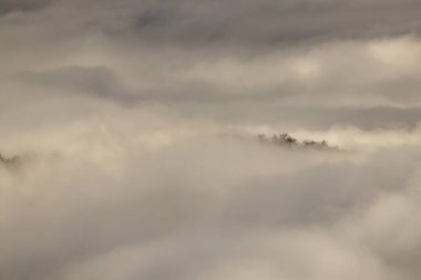 Bazı ağaçlar sabah sisinin içinden bakıyor, Bohinj.
