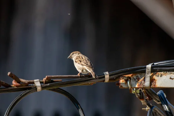 House Sparrow Resting Electric Cable — Stock Photo, Image