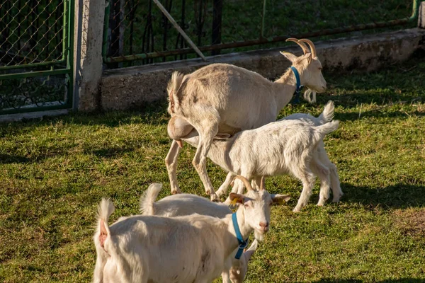 Liten Get Utfodring Fältet — Stockfoto