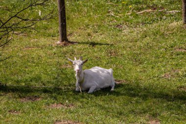 Evcil keçi gölgede dinleniyor.
