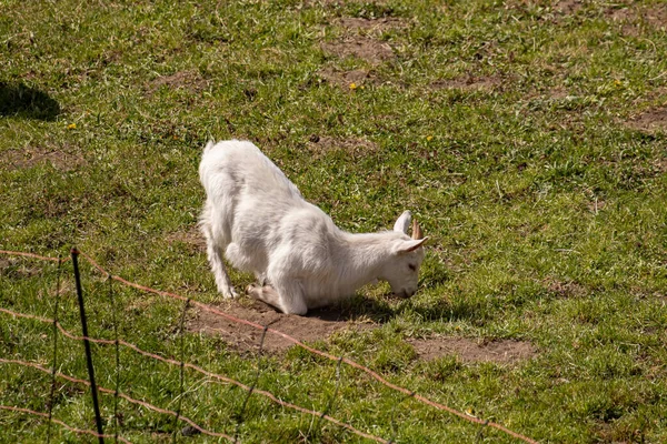 Husdjursgetter Som Utfodras Fältet — Stockfoto