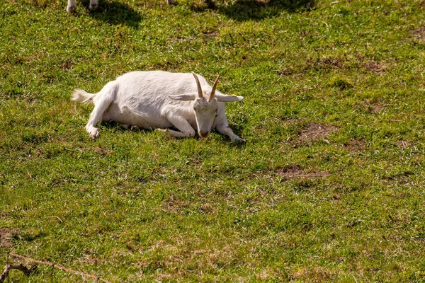 Cabra Doméstica Descansando Campo — Foto de Stock