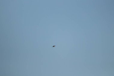 Gökyüzünde uçan ahır kırlangıcı