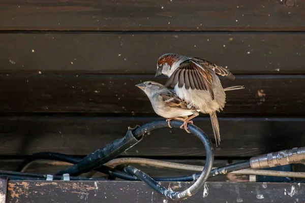 Huismus Het Midden Van Dekking — Stockfoto